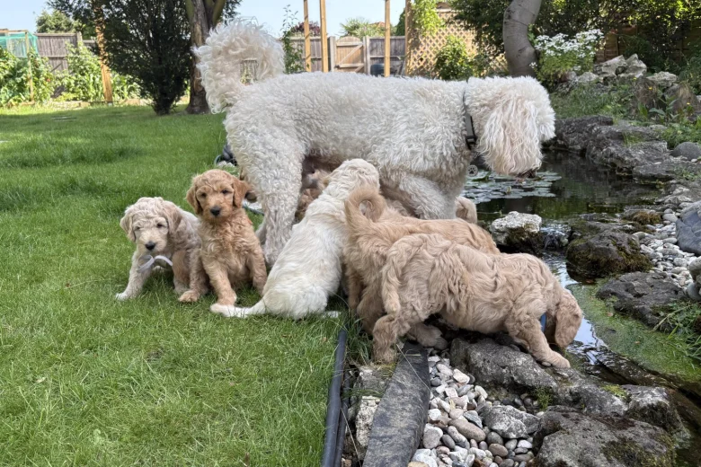 Goldendoodle