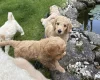Goldendoodle