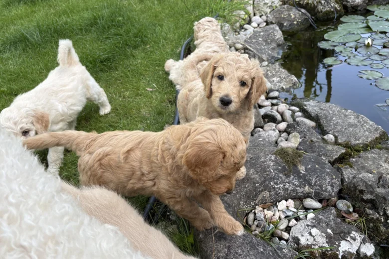 Goldendoodle