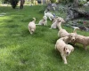 Goldendoodle