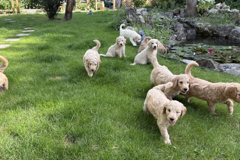 Goldendoodle