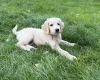 Goldendoodle