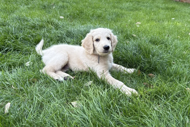 Goldendoodle