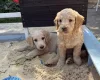 Goldendoodle