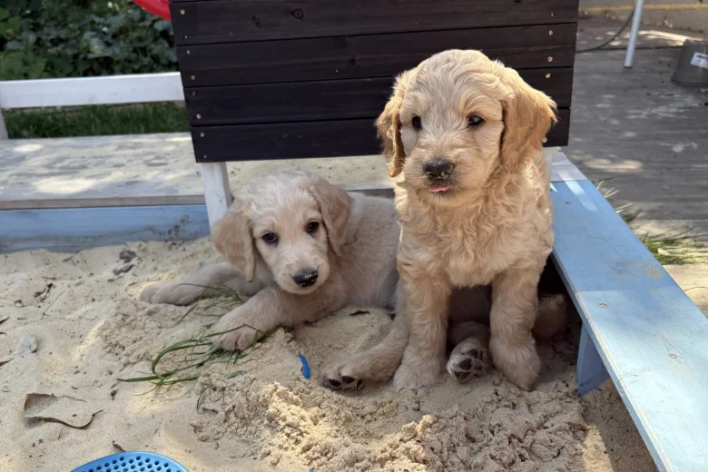 Goldendoodle