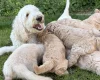 Goldendoodle