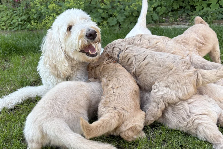 Goldendoodle