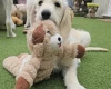 Goldendoodle