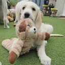 Goldendoodle