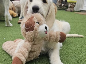 Goldendoodle