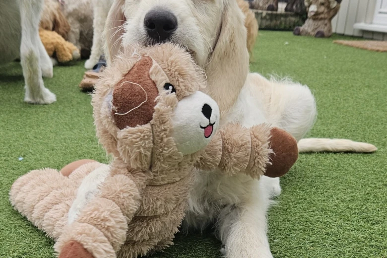 Goldendoodle