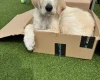Goldendoodle
