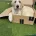Goldendoodle