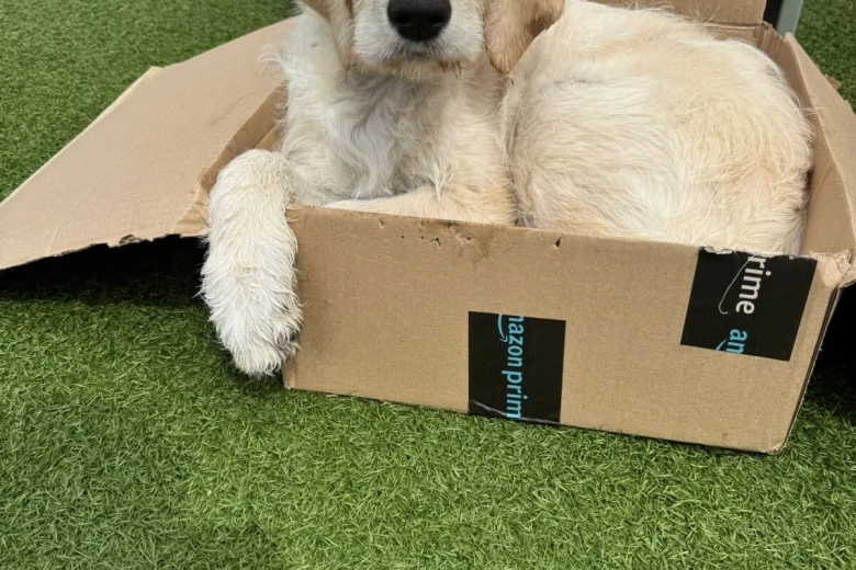 Goldendoodle