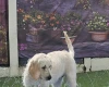 Goldendoodle