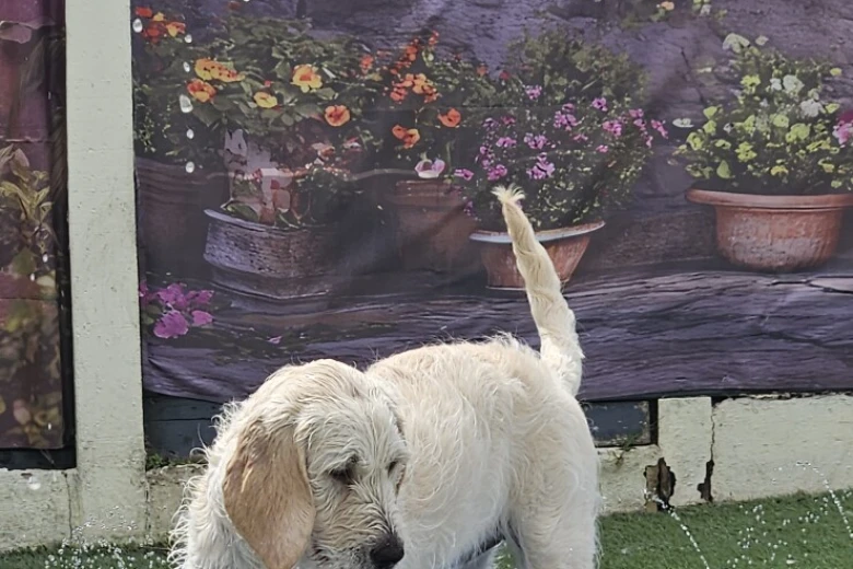 Goldendoodle
