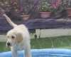 Goldendoodle