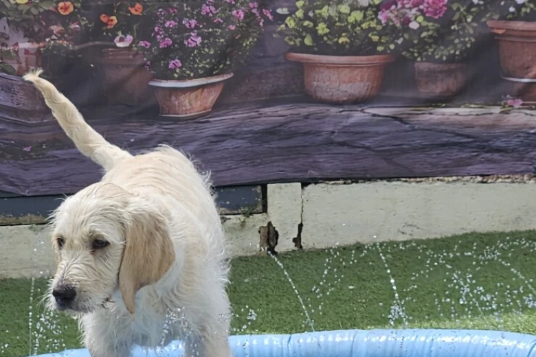 Goldendoodle