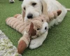 Goldendoodle