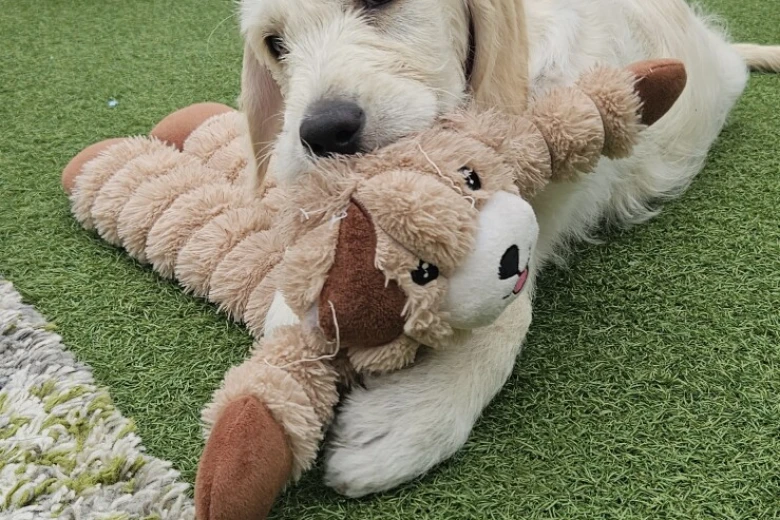 Goldendoodle