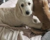 Goldendoodle