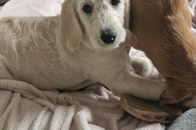 Goldendoodle