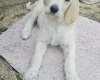Goldendoodle