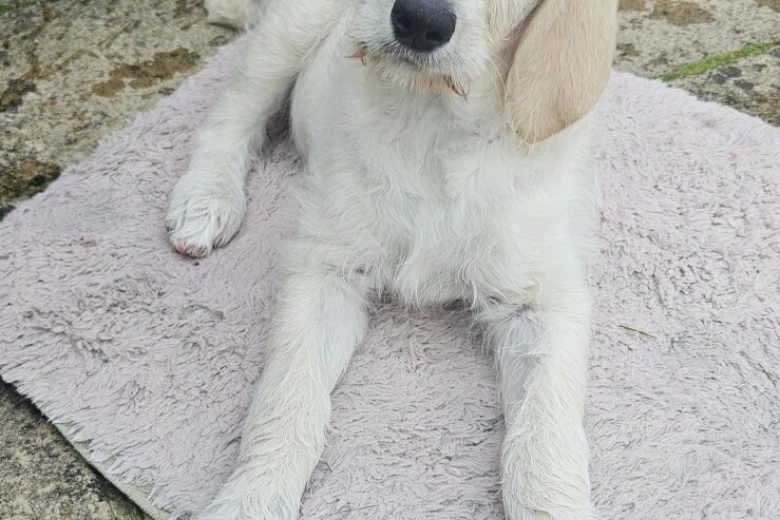 Goldendoodle