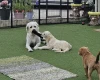 Goldendoodle