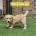Goldendoodle