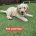 Goldendoodle
