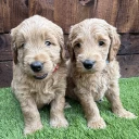 Goldendoodle
