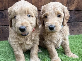 Goldendoodle