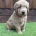 Goldendoodle