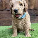 Goldendoodle