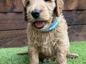 Goldendoodle