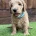 Goldendoodle