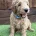 Goldendoodle
