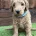 Goldendoodle