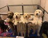 Goldendoodle