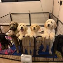 Goldendoodle