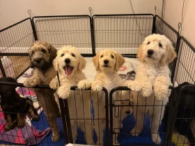 Goldendoodle