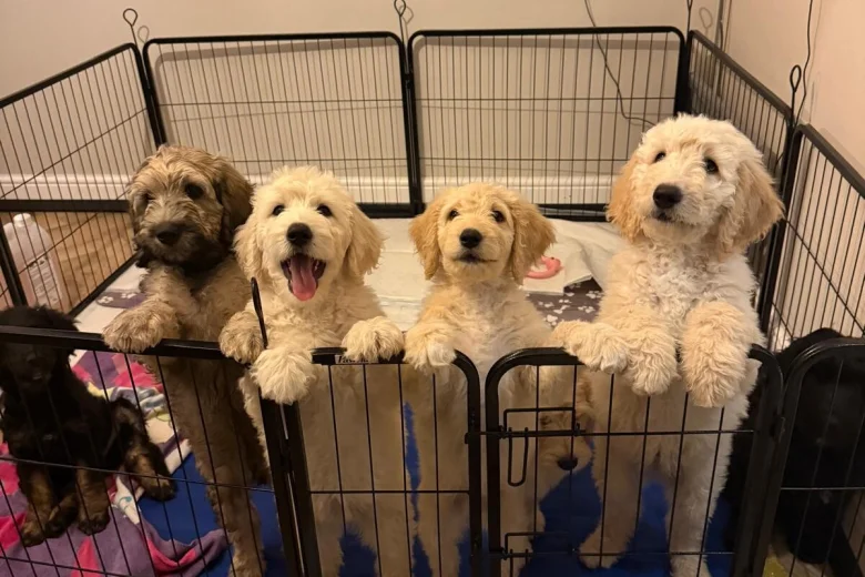 Goldendoodle