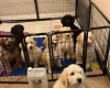 Goldendoodle