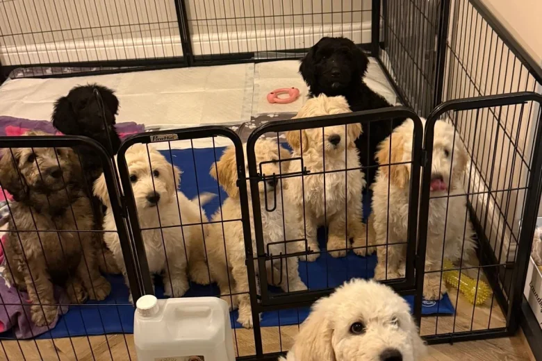 Goldendoodle