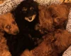 Cavapoo