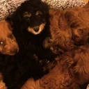 Cavapoo