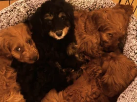 Cavapoo