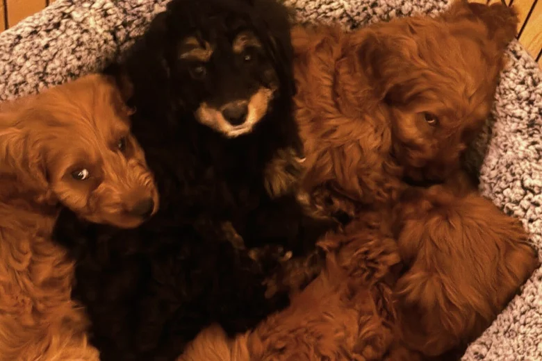 Cavapoo
