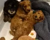 Cavapoo